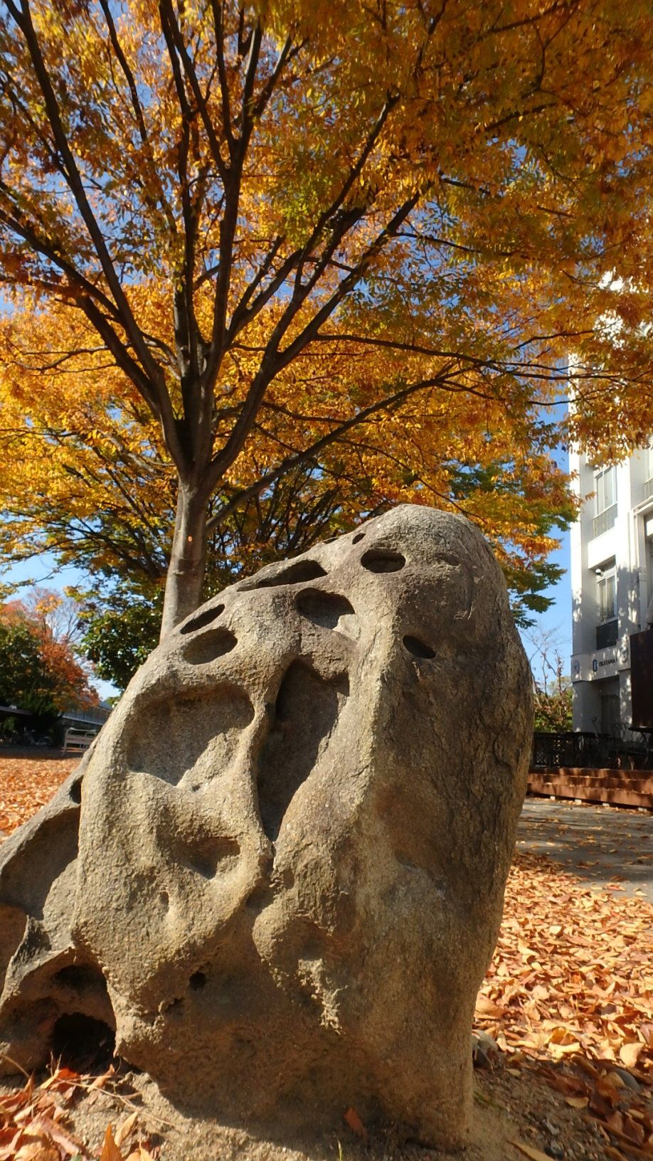 18年版 岡山大学の紅葉 4 津島東キャンパス 一般教育棟構内 楽天版じぶん更新日記 楽天ブログ