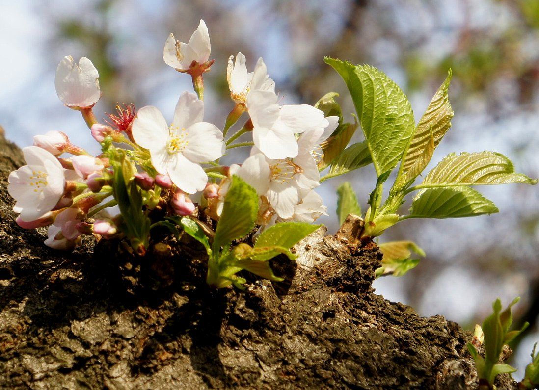 胴吹き桜 Isamuの写真俳句 四季の森空間 楽天ブログ