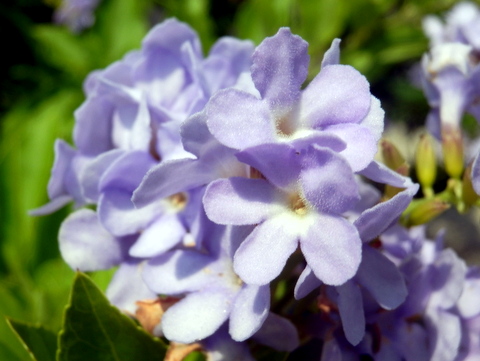 その花拡大