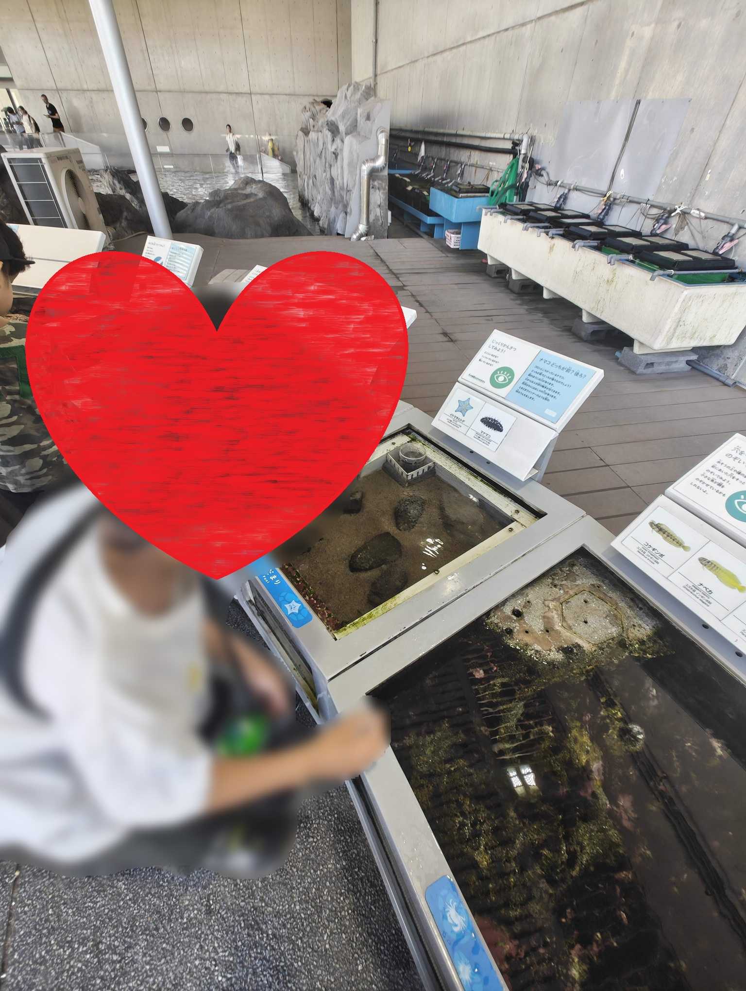 子連れ葛西臨海水族園　ふれあいコーナー