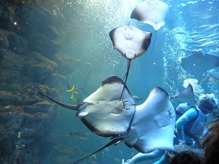 P1080679ss.jpg