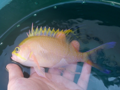 イッテンサクラダイ（Odontanthias unimaculatus）1