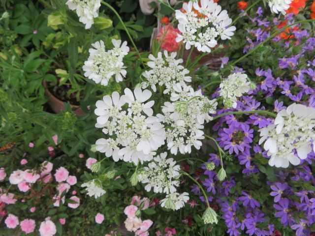 来年春のバラ庭を夢見てオルレアの種をまく 艸 ﾑﾌｯ ばぁばの薔薇の花園 楽天ブログ