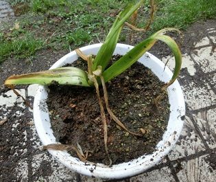 鉢植えヒヤシンスの球根の掘り上げ のんびりガーデニング 楽天ブログ