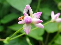 誕生花のないママコノシリヌグイ 継子の尻拭い の花言葉 見かけによらぬ トゲに守られて咲く可憐な小花の 変わらぬ愛情 弥生おばさんのガーデニングノート 花と緑の365日 楽天ブログ