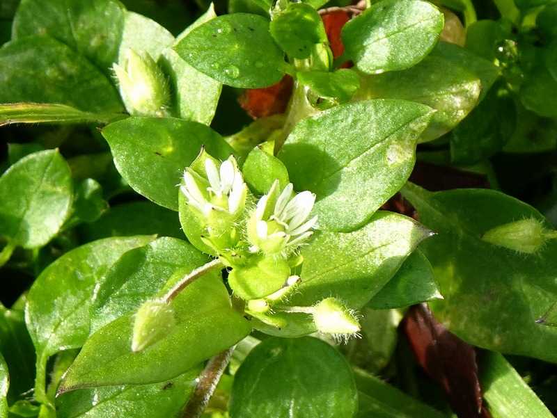 1月27日 今日の一花 ハコベ 繁縷 Gazengamaのブログ 散歩中に出合った花と趣味の陶芸作品 楽天ブログ