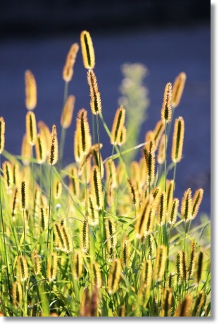 キンエノコログサ-2 13.9.18