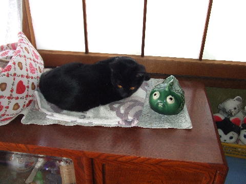 猫４.JPG