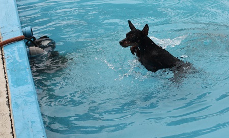 泳ぐチェルシー2.jpg