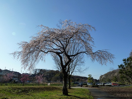 2013.3.26 033.JPG