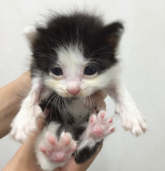 20160731ｳﾁﾀﾞ病院子猫05.jpg