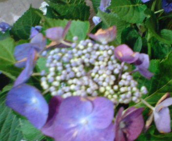 20120610192316.jpgガクアジサイ.jpg