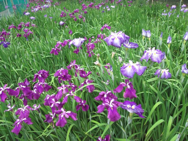 菖蒲1143.jpg