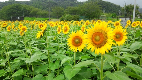 ひまわり