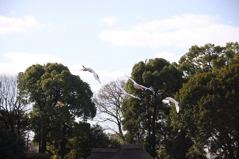 岡山北区 岡山後楽園タンチョウの園内散策 Ⅱ | てっちゃんのフォトだよりでーブログ - 楽天ブログ