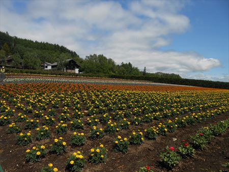 北海道旅行　富良野　富田ファーム