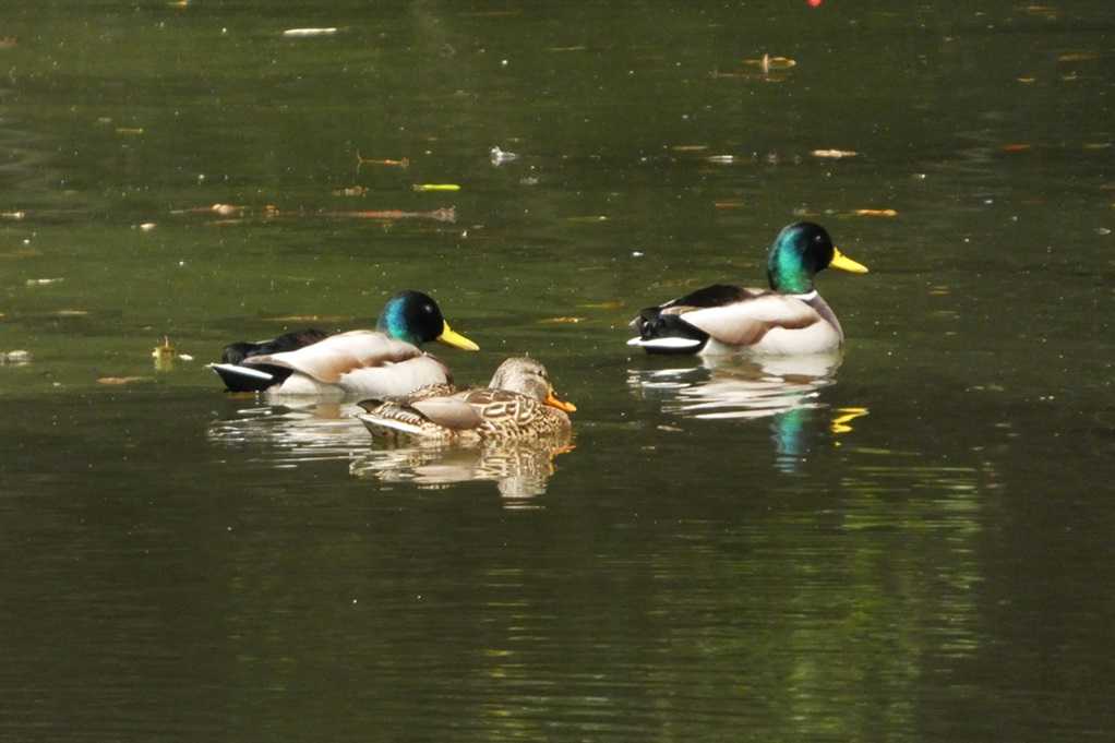 515