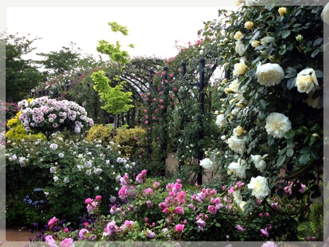ローズ&ハーブガーデン