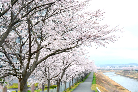 瀬戸橋左岸