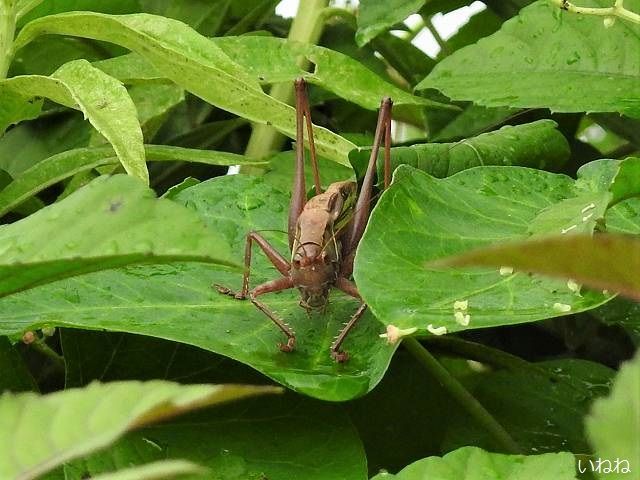 ヒガシキリギリス 草むらで鳴き声はしますが姿は中々見れない いねねの趣味三昧 昆虫 野鳥 古寺巡り 読書 木工 語学など 楽天ブログ
