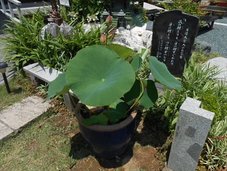 花の寺　本勝寺