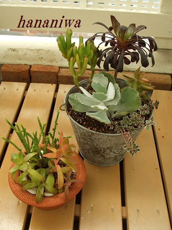 黒帽子の寄せ植え１１１２０８.JPG
