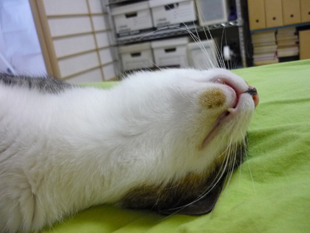 だる～ん