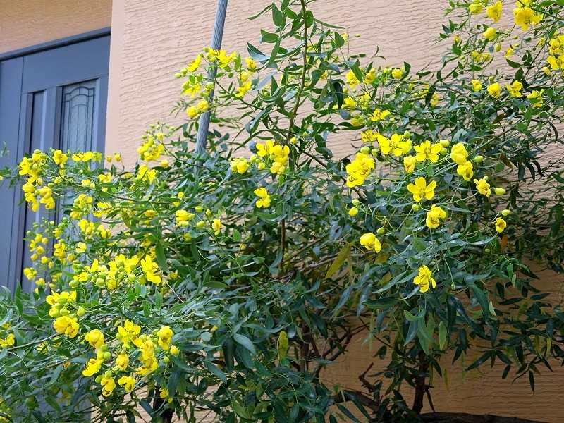 10月14日 今日の一花 カッシア Gazengamaのブログ 散歩中に出合った花と趣味の陶芸作品 楽天ブログ