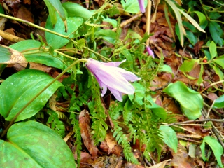 カタクリに花20120414