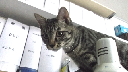 すずひめ　12月14日　最上段から移動中.jpg