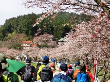 20140406猟路の桜.jpg