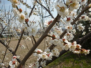 P1030406ss.jpg