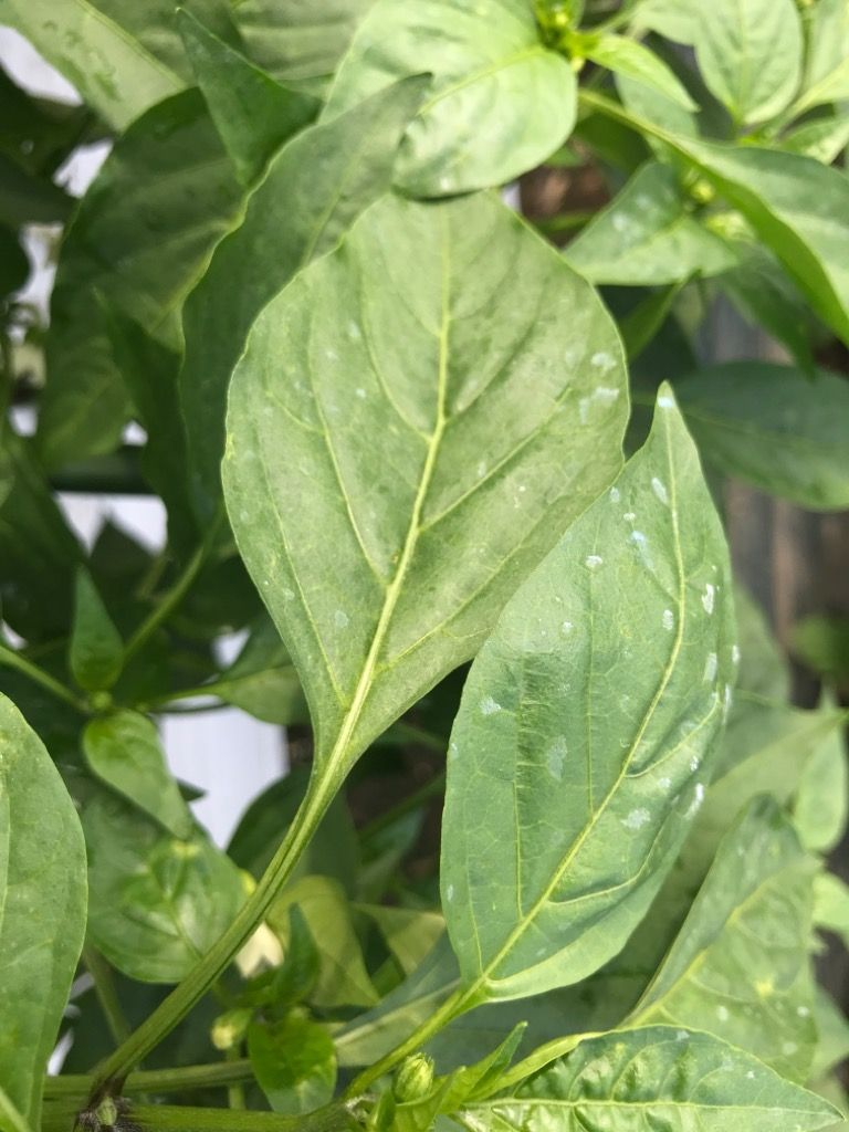 メリットの葉面散布時の倍率はどの位がよいか 植木屋の三代目をやってます村野園のブログです 楽天ブログ