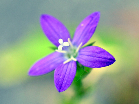 雌花