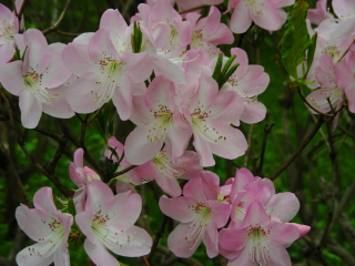 05-ツツジ１ (1).JPG