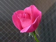 P1090068.JPG