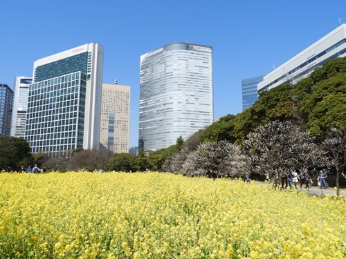 浜離宮恩賜庭園にて