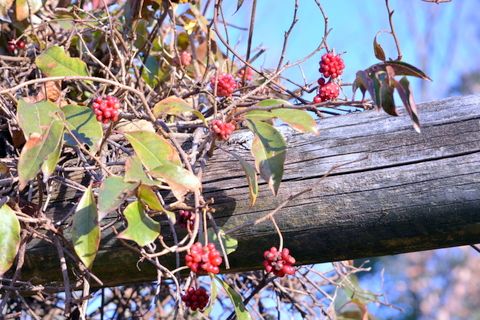 サネカズラは真っ赤な粒粒の赤い実が魅力的であり 1年間その経過を観察してきました その動きを追ってみたい 三田のいのしし 見て歩き日記 楽天ブログ