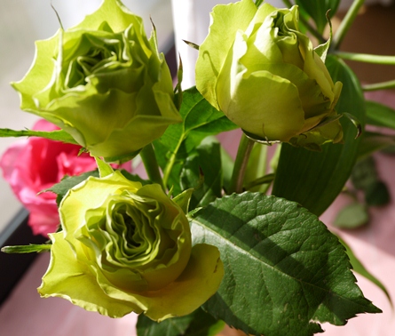 P1000145.jpg