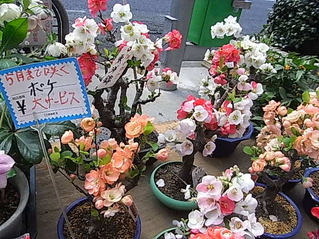 315のボケの花