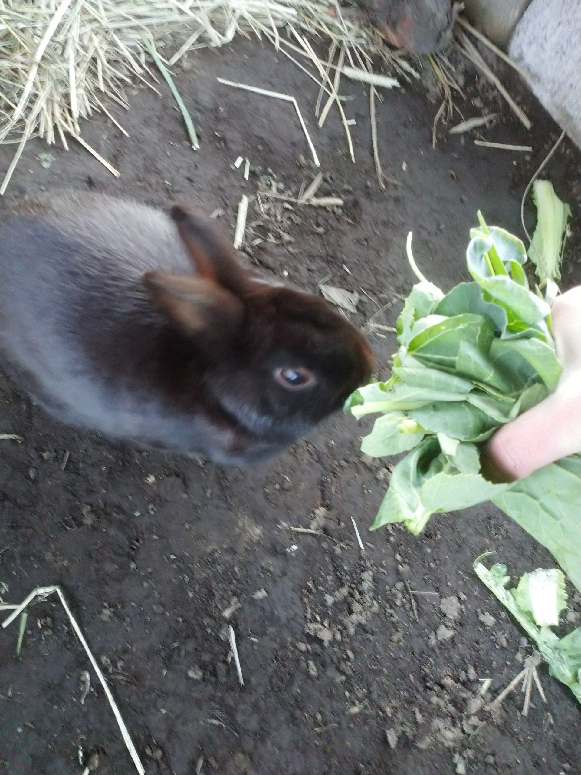 うさ日記 うさぎの屋外飼育 ペット達と時々日記 楽天ブログ