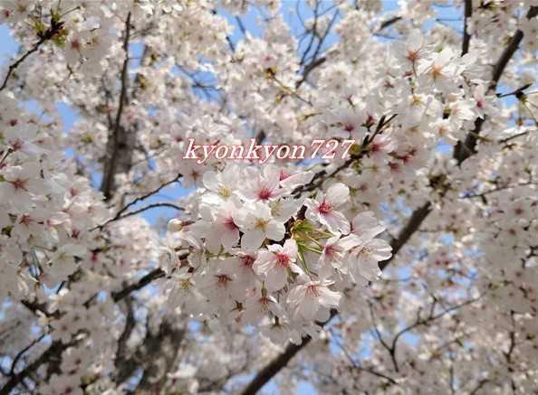 さくら並木…まるで花トンネルをくぐるよう♪青空に映えます！！ | ～お花大好き！！～ - 楽天ブログ
