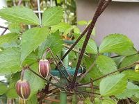 誕生花のないハンショウヅル 半鐘蔓 の花言葉 心の美しさ 紅紫色のかわいい花が鳴らす 感謝 の鐘 弥生おばさんのガーデニングノート 花と緑の365日 楽天ブログ