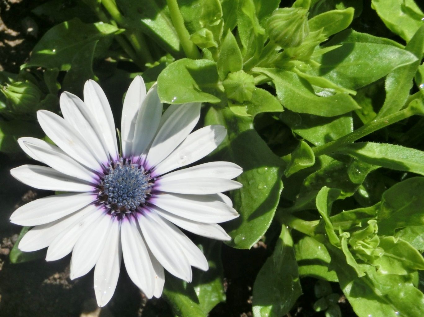 京都府立植物園で見た アメリカナデシコ他 だい のひとりごと 楽天ブログ