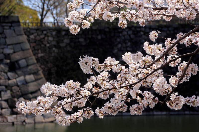 大阪城の桜_002.jpg