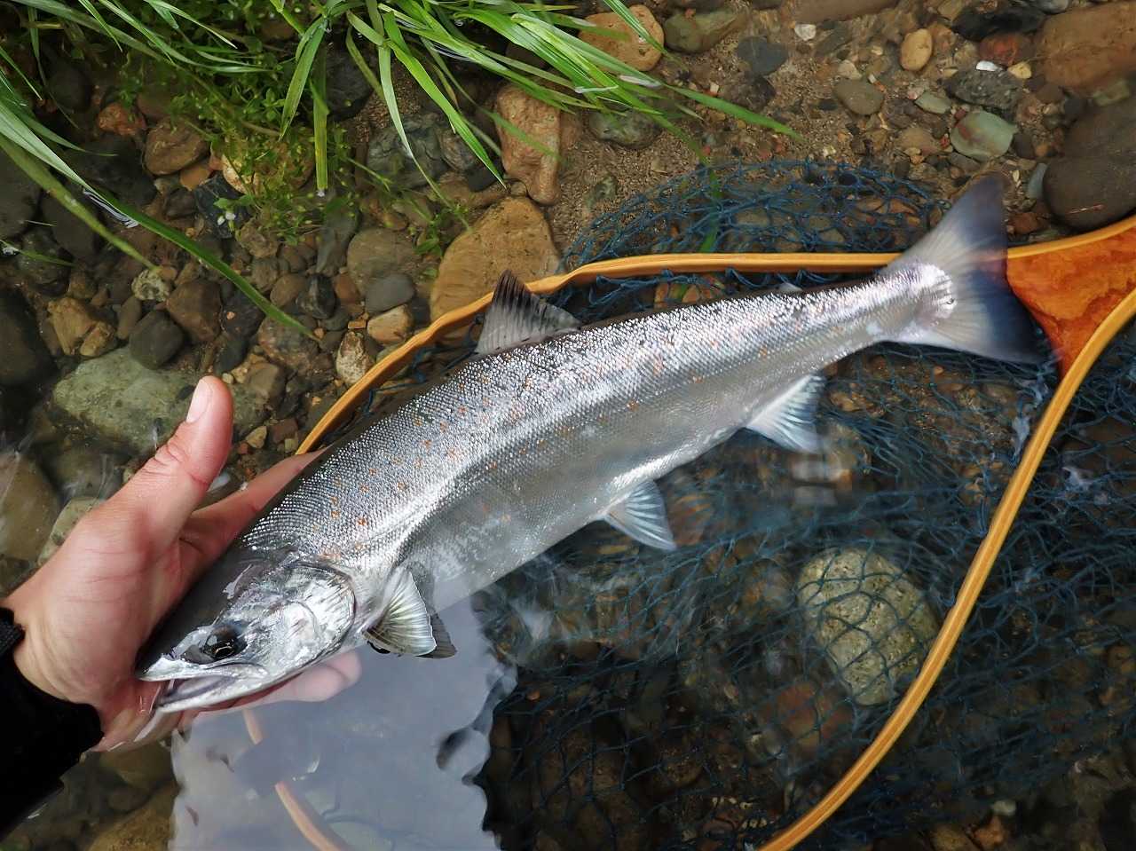 鹿の角入り鮎、サツキマスの「たも」 鹿の角入り鮎、サツキマスの「たも」