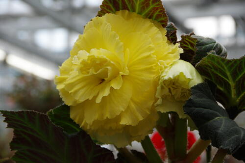 神代植物公園のベゴニア