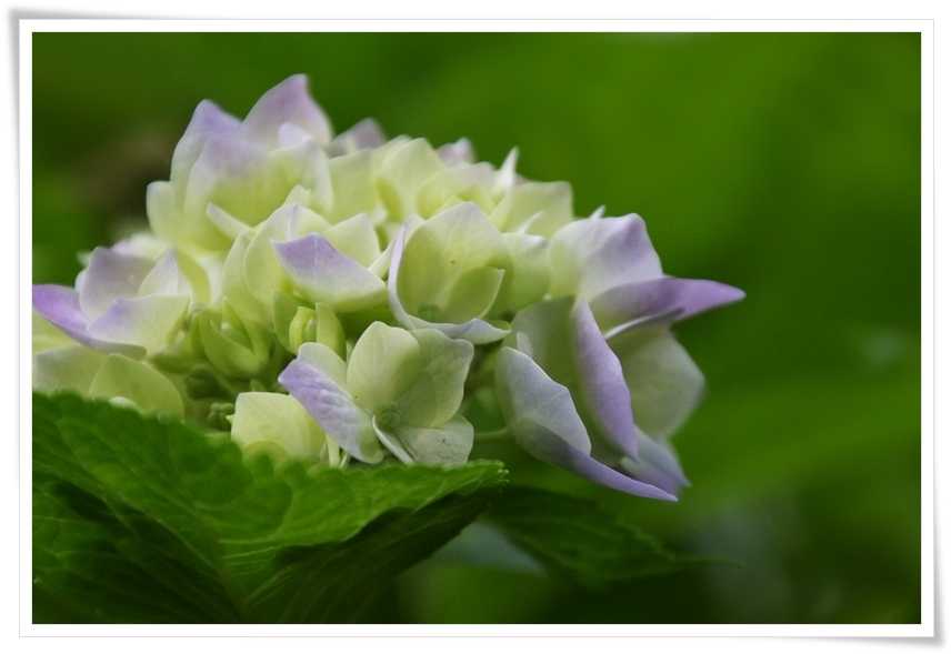 猫のこと 花や風景の写真 の記事一覧 猫の瞳は宝石 楽天ブログ