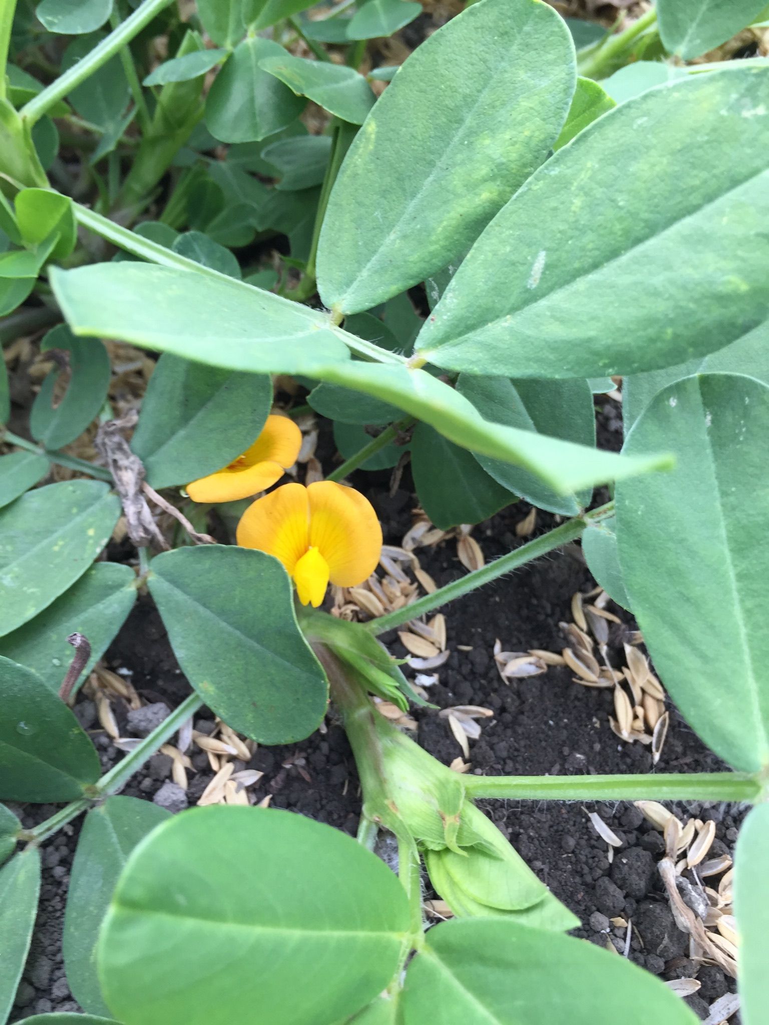 落花生の花が咲き始めました ちょろ松の家庭菜園奮闘記 楽天ブログ