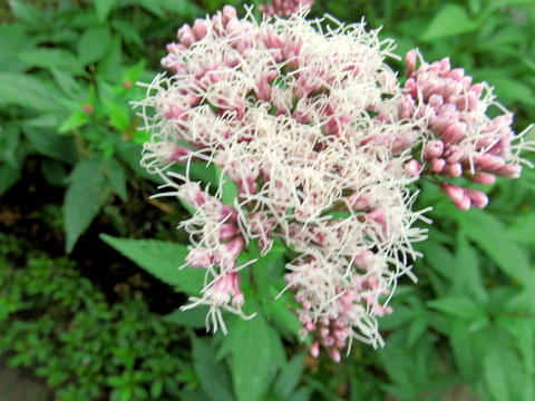 フジバカマの花